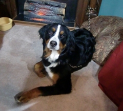 Grizzly the Bernese Mountain Dog at the 2012 Columbus Home and Garden Show