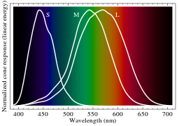 Color Theory - Cone Sensitivity