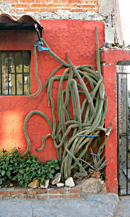 It is a wild-looking cactus, but it adds a lot to the house.
