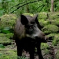 A wild boar from Craggaunowen