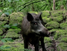 One of the boars - these are behind an electrified wire fence.  Part of a large herd at Craggaunowen.