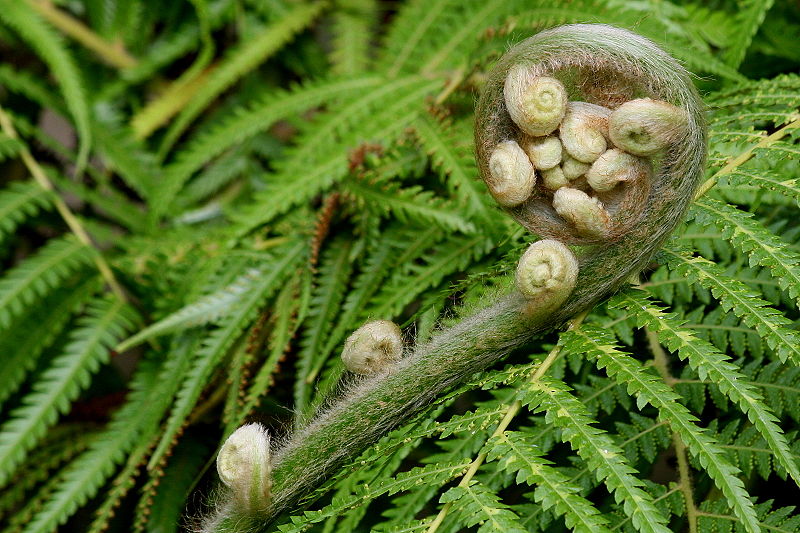 Fern Unrolling its Volute