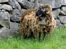 Iron Age Sheep at Craggaunowen