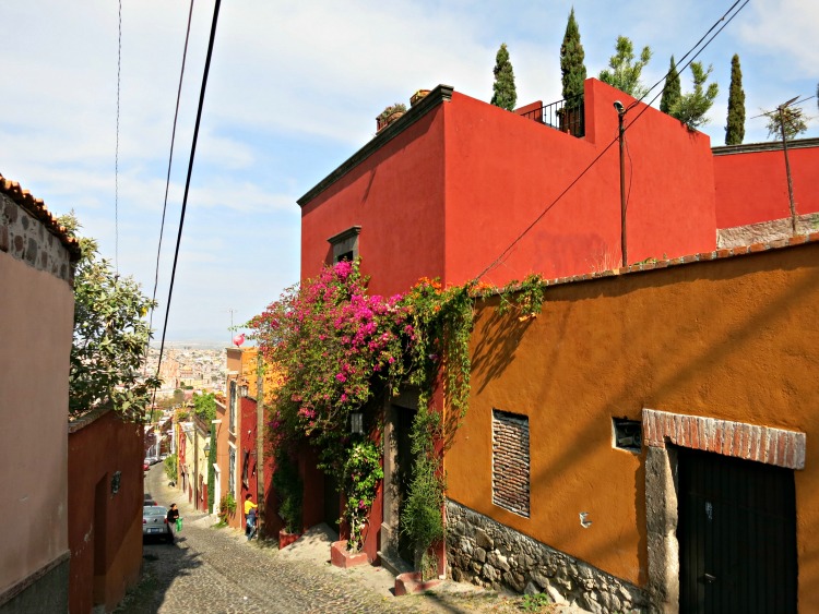 This house does it all: rooftop plants, containers on the parapet, and a nice set of vines climbing the front.