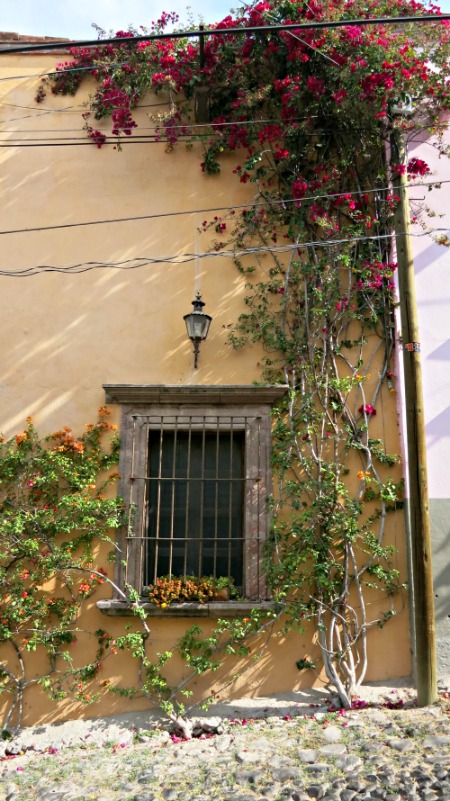 The window gives context to the vines. Together they tell a story.