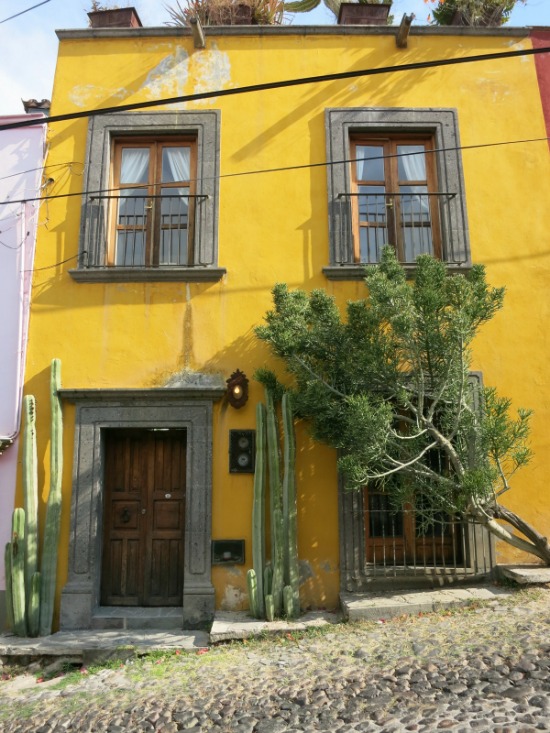 The yellow provides a perfect backdrop for the cactii