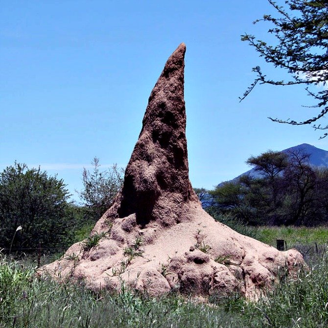 A termite mound - this one is from Namibia - sorry - but the termites use the same building principles there - courtesy Anagoria via Wikimedia