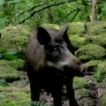 A wild boar from Craggaunowen